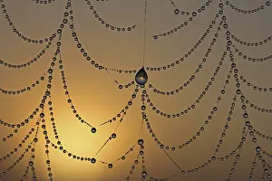 Backlit Spider Web Drucke: Dewdrops on a spider web in front the sunrise