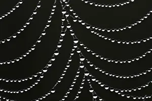 Water Droplets On Silk Drucke: Dewdrops on a spider's web