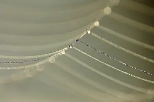 Close Up Spider Web Drucke: Dewdrops on a spider's web
Dewdrops on a spider's web