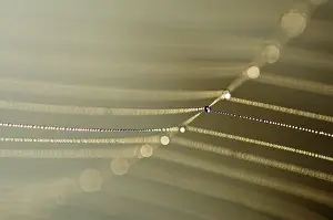 Drucke von Tropfen auf einer Spinne-Web Tropfen auf einer Spinne-Web Tautropfen-Spinne Drucke: Tropfen auf einer Spinne-Web Tropfen auf einer Spinne-Web