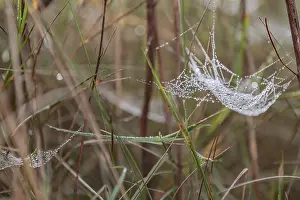 Drucke von Tropfen auf einem Spinnennetz Tropfen auf einem Spinnennetz Netzspinne Drucke: Tropfen auf einem Spinne-Netz Tropfen auf einem Spinne-Netz