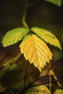 Yellow Autumn Leaf Drucke: Dewdrops on the texture of a yellow autumn leaf