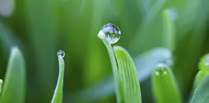 Water Drop On Plant Drucke: Dewdrops on the tips of a leaf of grass
