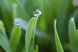 Uninhabited Agricultural Landscape Drucke: Dewdrops on the tips of a leaf of grass
