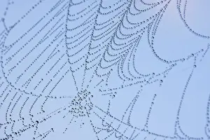 Drucke von Nasskalbespinnenei Netzspinne Drucke: Feuchte Spinne-Netz