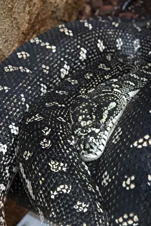 Drucke von Diamantpython (Morelia spilota spilota), Diamantpython, Teppichpython, in einem Zoo, Deutschland Python Drucke: Diamantpython (Morelia spilota spilota)