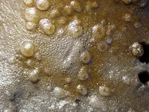 Schleswig Holstein Coastal Area Drucke: Diatoms (Bacillariophyta), bottom microalgae