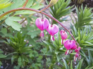 Spring Garden Drucke: Dicentra bloom in spring garden