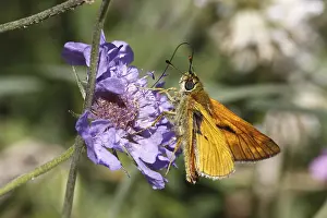 Diurnal Butterfly Habitat Drucke: Dickkopfffalter
