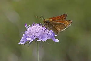 Insect Wildlife Photography Drucke: Dickkopfffalter