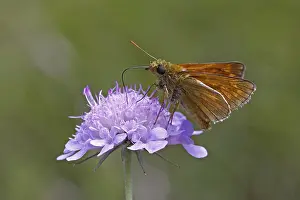 Deserted Wildflower Drucke: Dickkopfffalter