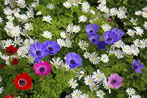 Verschiedene Meeresschwestern in einem Frühlingsblumenbeet.