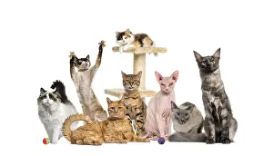 Bengal Cat Breed Drucke: Different cat breeds posing together around a cat tree on white background