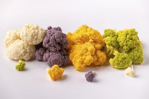 Colorful Cauliflower Drucke: Different colored cauliflower presented on a light background