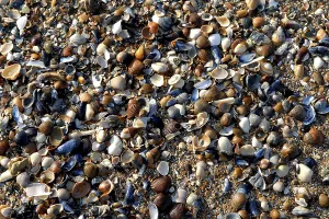 European Shoreline Drucke: Different coloured seashells lying on the beach