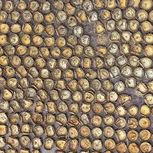 Iceland Photography Drucke: Many different crown caps in rows