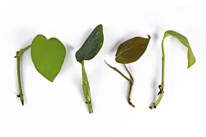 Decorative Plants Drucke: Different cutting sof tropical houseplants