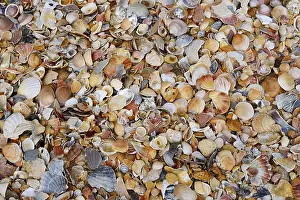 European Seashells Drucke: Different mussel shells on the beach