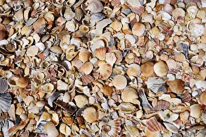 European Coast Landscape Drucke: Different mussel shells on the beach