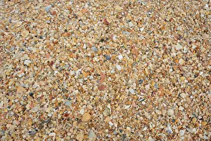 Algarve Beach Landscape Drucke: Different mussel shells on the beach