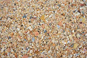 Algarve Beach Landscape Drucke: Different mussel shells on the beach