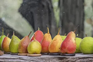 Southern Germany Rock Formations Drucke: Different pear varieties (Pyrus)