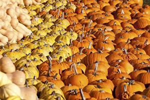 Pumpkin Varieties Drucke: Many different pumpkins (Cucurbita) and varieties