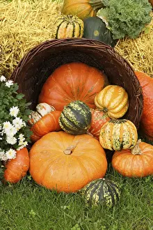 Decorative Pumpkins Drucke: Different pumpkins for decoration and cooking