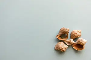 Bivalve Shells Drucke: Different shells isolated on a blue background