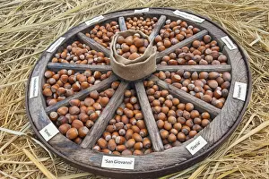 Munsterland Germany Scenery Drucke: Different types of hazelnuts in an old wagon wheel