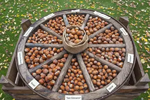 North Rhine Westphalia Fruit Drucke: Different types of hazelnuts in an old wagon wheel