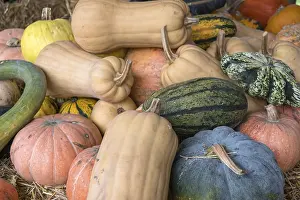 Pumpkin Nutrition Facts Drucke: Different types of pumpkins on straw