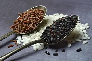 Studio Shot Of Rice Drucke: Different types of rice, Rice, Germany