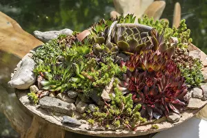Decorative Succulent Plants Drucke: Different types of sdeum in a planter, Germany