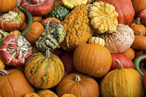 Diverse Pumpkin Types Drucke: Different varieties of pumpkins