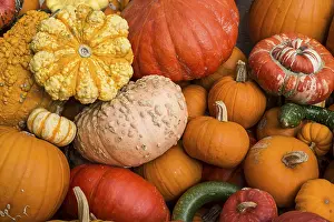 Pumpkin Varieties Drucke: Different varieties of pumpkins