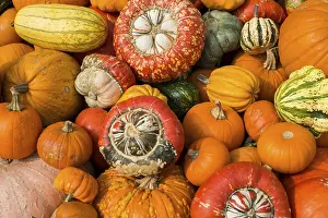 Pumpkin Varieties Drucke: Different varieties of pumpkins
