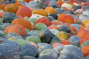 German Pumpkins Drucke: Different varieties of pumpkins