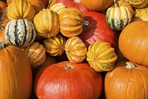 Pumpkin Varieties Drucke: Different varieties of pumpkins