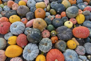 German Pumpkins Drucke: Different varieties of pumpkins