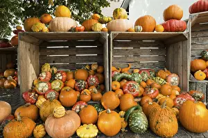 Southern German Pumpkins Drucke: Different varieties of pumpkins