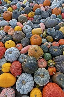 German Pumpkins Drucke: Different varieties of pumpkins