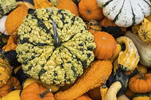 Pumpkin Varieties Drucke: Different varieties of pumpkins