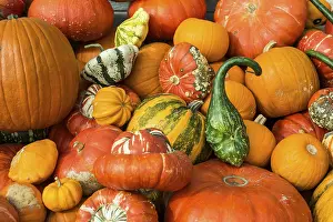 Southern Germany Agriculture Drucke: Different varieties of pumpkins