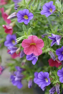 Herbaceous Border Plants Drucke: Differently colored blooms in the flower patch