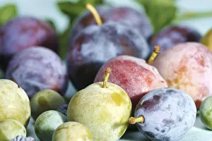 Open Air Nature Photos Drucke: Diffrent plum sorts