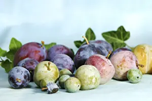 Yellow Plums Drucke: Diffrent plums and yellow plums