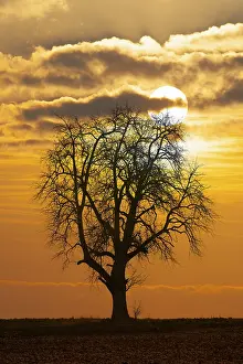Atmospheric Light Dusk Scene Drucke: Digital Composing, pear tree (Pyrus) with sun