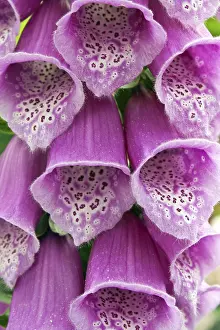 Poisonous Plants Drucke: Digitalis