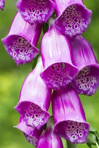 Foxglove Plant Drucke: Digitalis
